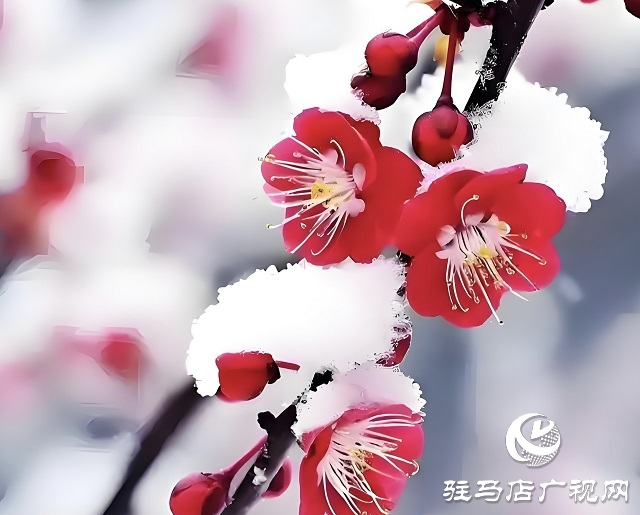 红梅映雪盛世春