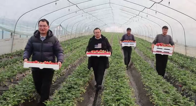 新蔡县余店镇二宋庄村：草莓飘香产业兴 特色种植促振兴