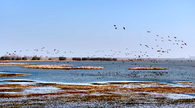 陈东洋：七年守护湿地 为十万候鸟护航