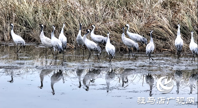 陈东洋：七年守护湿地 为十万候鸟护航