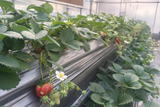 “空中草莓”熟了！ 市民可入园采摘