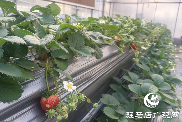 “空中草莓”熟了！ 市民可入园采摘