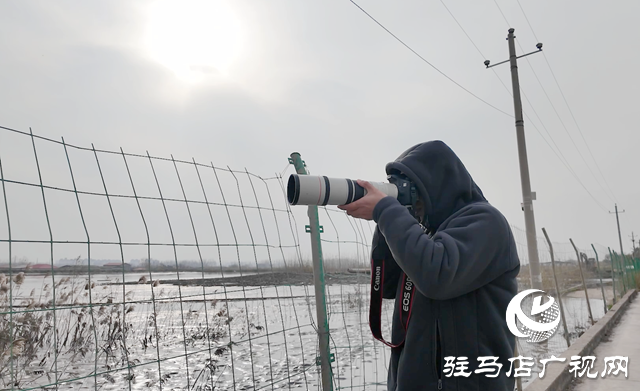 陈东洋：七年守护湿地 为十万候鸟护航