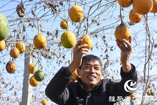 正阳县：电商赋能“土特产” 连接乡村“振兴路”