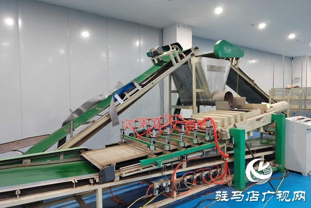 驻马店艾多多生物科技：以硬核品控擦亮天中艾草名片