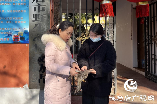 受伤红隼安家驻马店 市野生动物救助站暖心守护