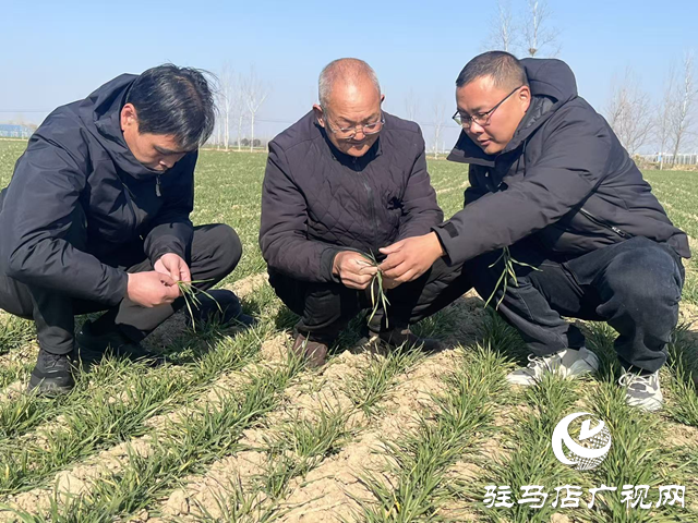 刘振芳:四十年坚守田埂 为乡亲蹚出增收路