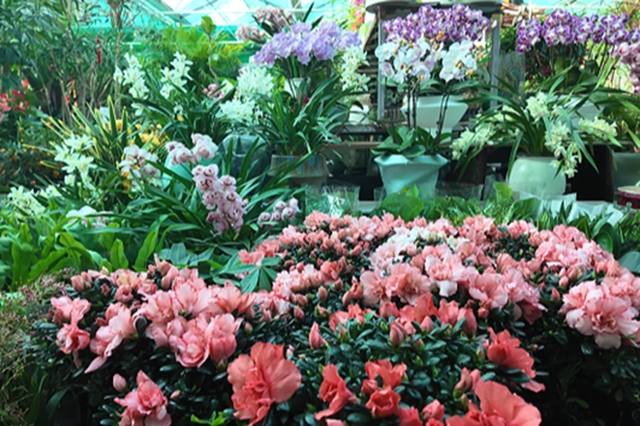 驻马店：年宵花市春意浓 “美丽经济”迎新年