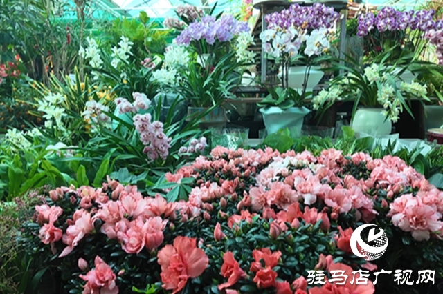 驻马店：年宵花市春意浓 “美丽经济”迎新年