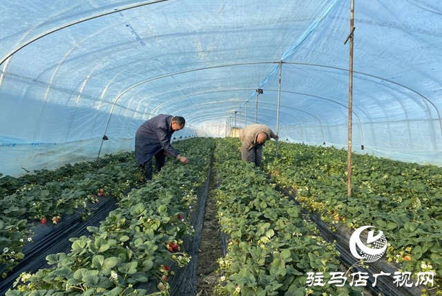 驿城区：冬日“莓”景如画 特色采摘富了农家