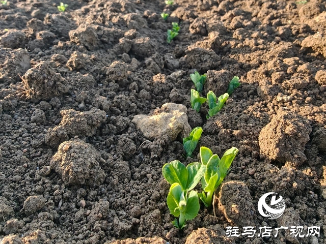 泌阳县郭集镇：一颗豌豆的“逆袭” 从闲田作物到致富支柱
