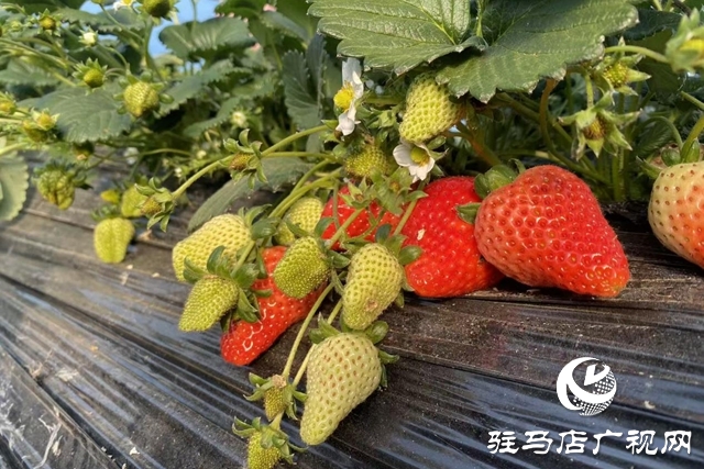 驿城区：冬日“莓”景如画 特色采摘富了农家