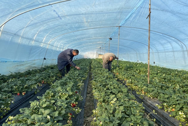 驿城区：冬日“莓”景如画 特色采摘富了农家