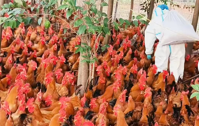 正阳县：生态养殖“啄”开乡村振兴致富门