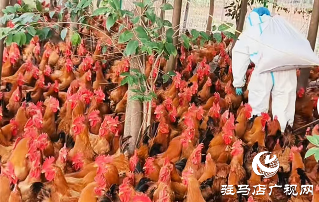 正阳县：生态养殖“啄”开乡村振兴致富门