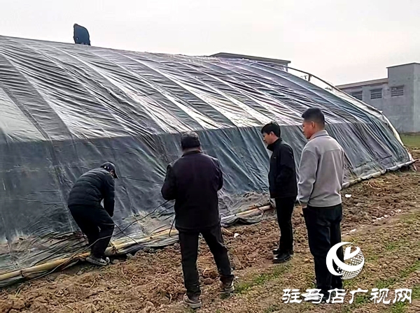 平舆县万金店镇：大棚产业“搭骨架” 乡村振兴“添动能”