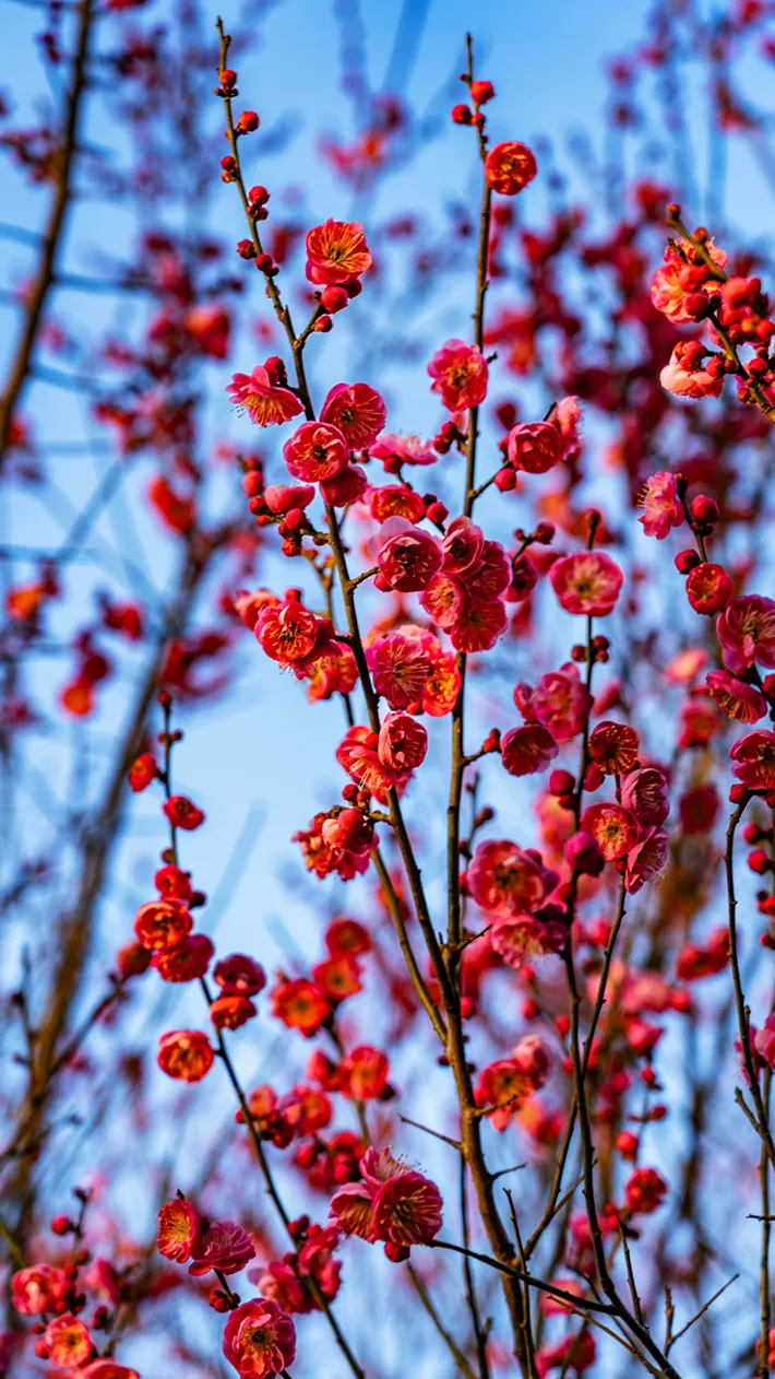 县区动态 | 梅绽枝头俏 风轻粉蕊香
