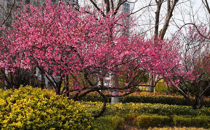 县区动态 | 梅绽枝头俏 风轻粉蕊香