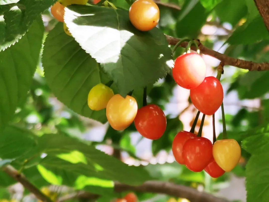 嘉源画馆——小城星火 如何照亮国展之路