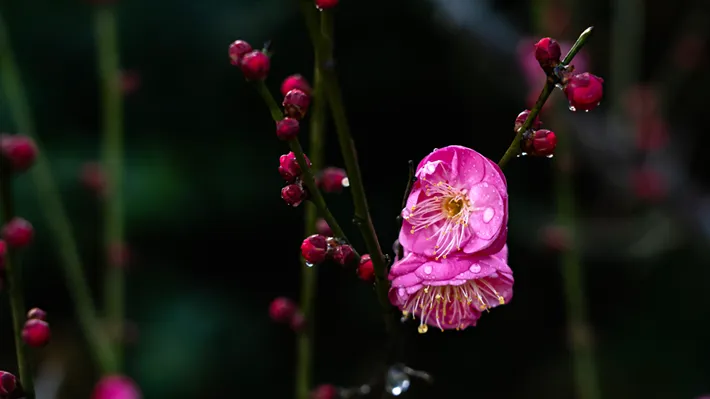 县区动态 | 梅绽枝头俏 风轻粉蕊香