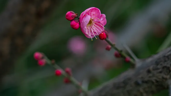 县区动态 | 梅绽枝头俏 风轻粉蕊香