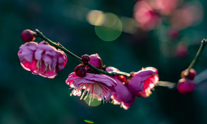 县区动态 | 梅绽枝头俏 风轻粉蕊香