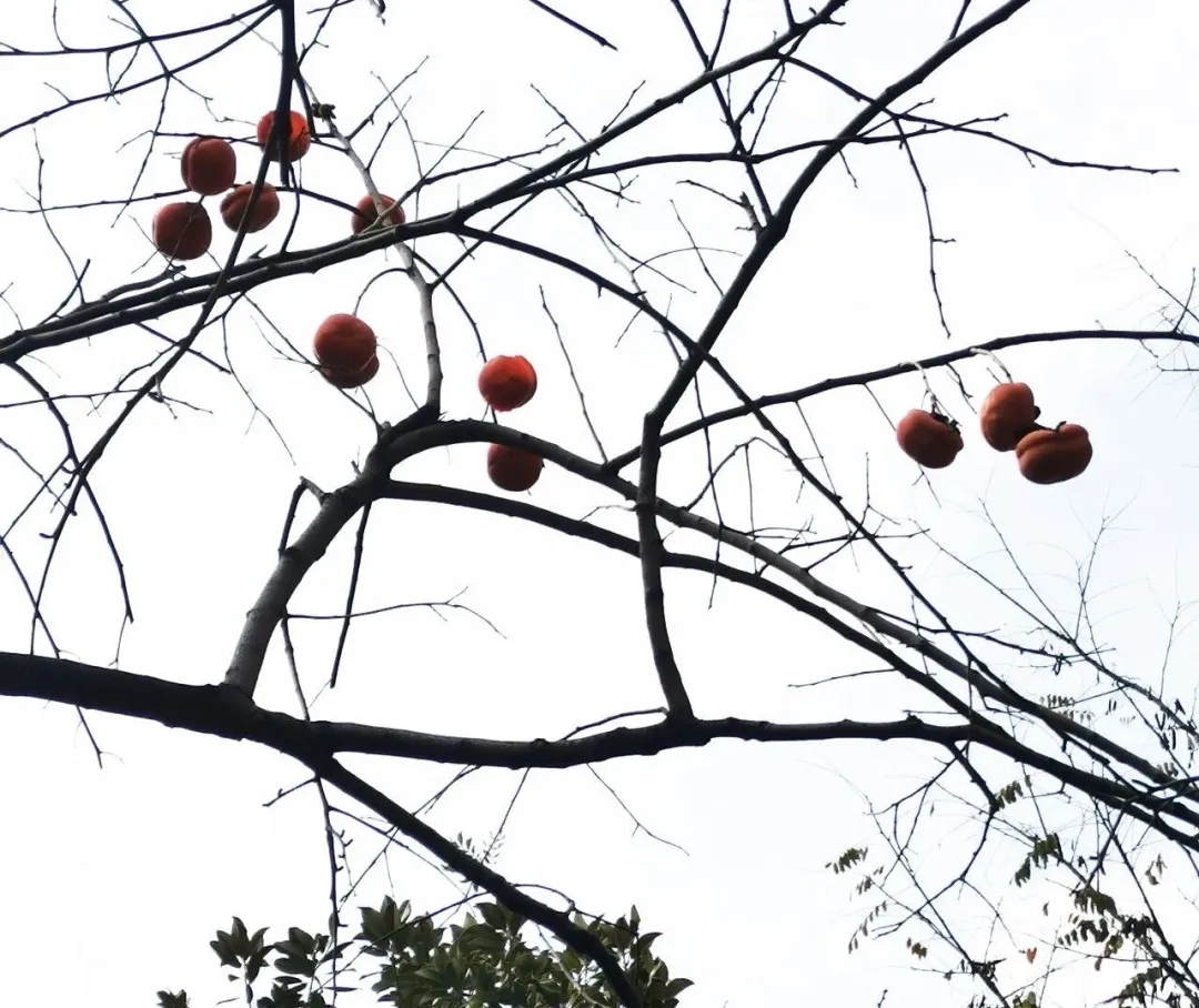 嘉源画馆——小城星火 如何照亮国展之路