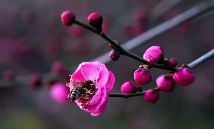 县区动态 | 梅绽枝头俏 风轻粉蕊香