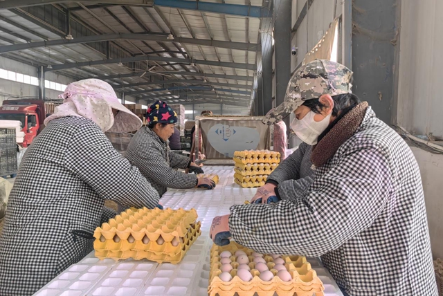驻马店市驿城区：合作社里就业忙 乡村振兴画卷新