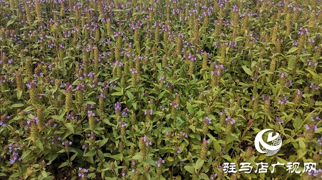确山夏枯草“链”上发力 实现道地药材到畅销凉茶的产业跃升