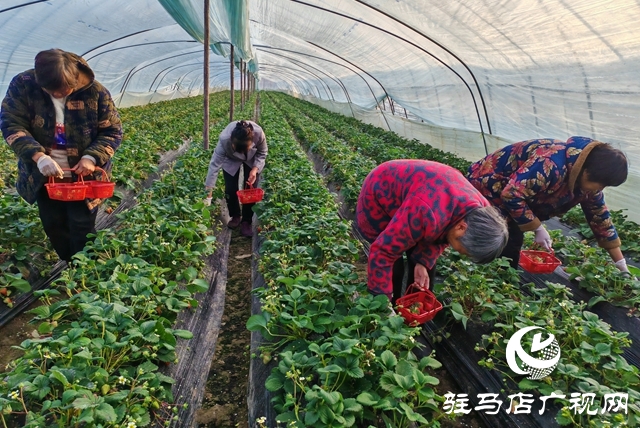 平舆县阳城镇张万寨村：冬日大棚果飘香 亲子采摘乐融融