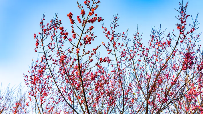 县区动态 | 梅绽枝头俏 风轻粉蕊香