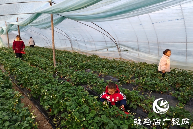 平舆县阳城镇张万寨村：冬日大棚果飘香 亲子采摘乐融融