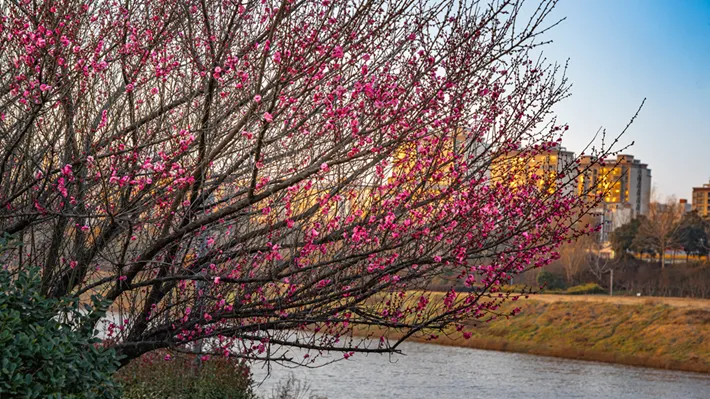 县区动态 | 梅绽枝头俏 风轻粉蕊香
