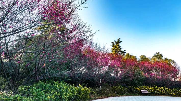 县区动态 | 梅绽枝头俏 风轻粉蕊香