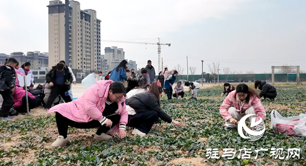 遂平县第七初级中学学生种菜卖菜 劳动教育搜收获丰