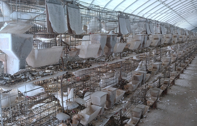 确山县刘店镇：智能化养鸽助力乡村振兴