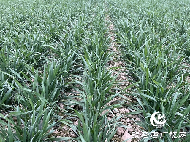 雨雪天气即将来临  农业专家支招麦田管理
