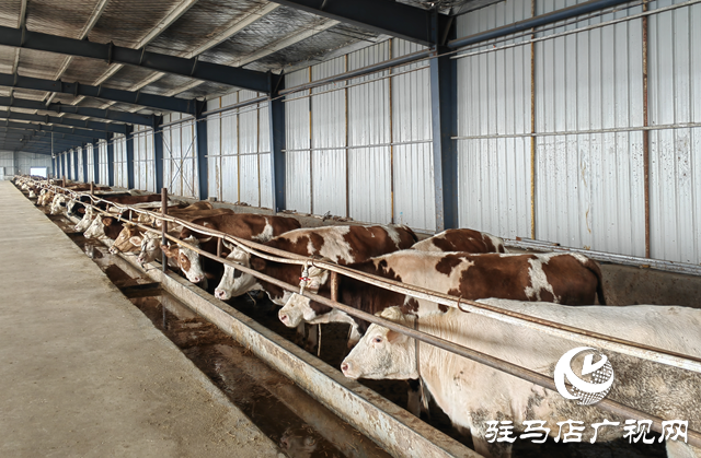 牛产业“犇”向致富路 羊册镇乡村振兴动力足