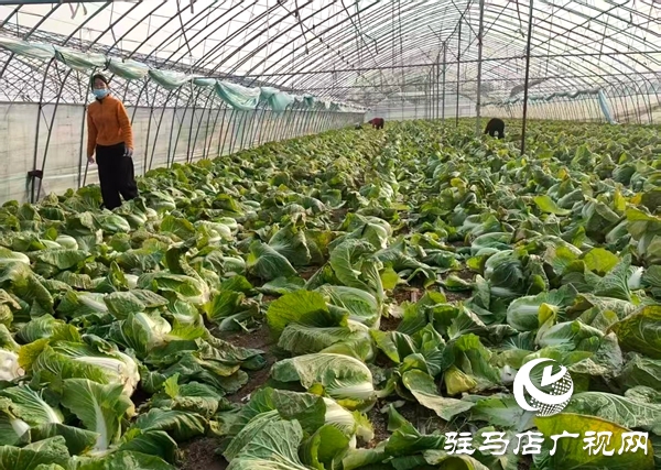 平舆县万金店镇：黄心白菜喜丰收 特色种植话增收