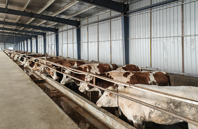 牛产业“犇”向致富路 羊册镇乡村振兴动力足