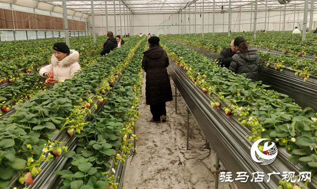  生态园空中草莓丰收 市民扎堆体验“云端采摘”