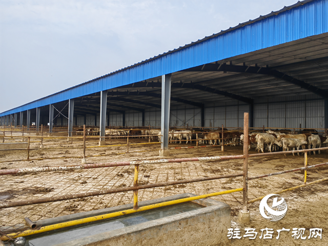 牛产业“犇”向致富路 羊册镇乡村振兴动力足