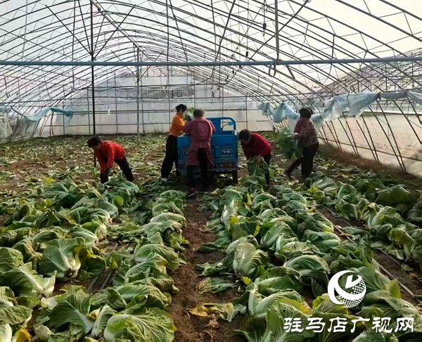 平舆县万金店镇：黄心白菜喜丰收 特色种植话增收