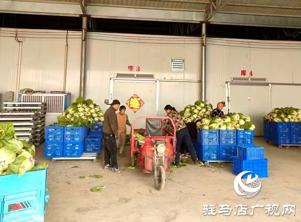 平舆县万金店镇：黄心白菜喜丰收 特色种植话增收
