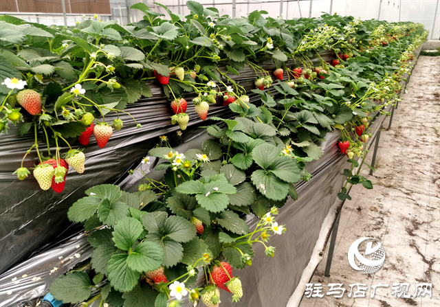  生态园空中草莓丰收 市民扎堆体验“云端采摘”