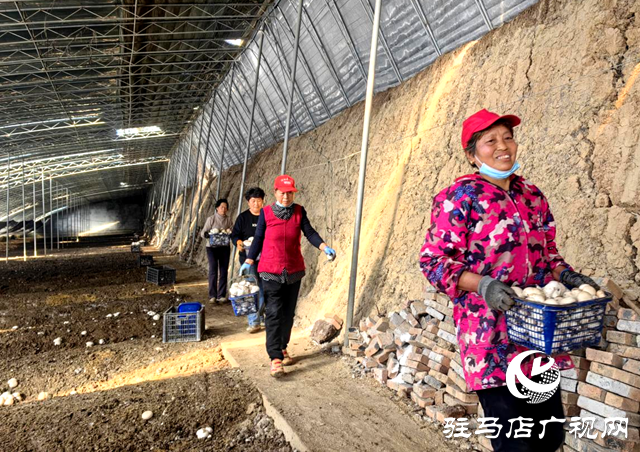 媒体搭桥解民忧 驿城双孢菇滞销变畅销