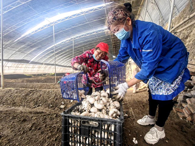 媒体搭桥解民忧 驿城双孢菇滞销变畅销