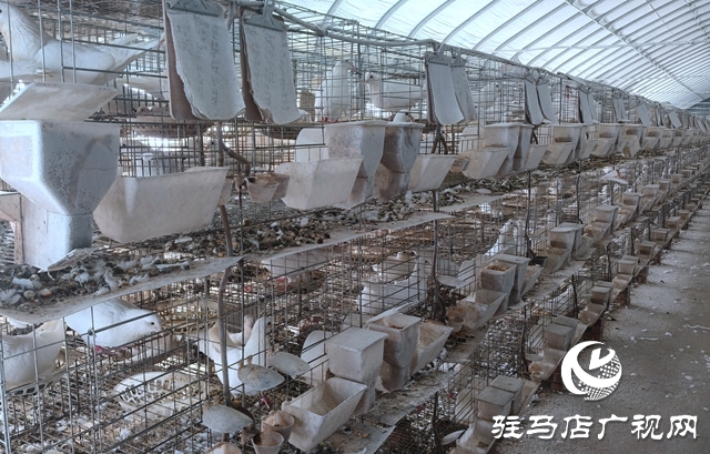 确山县刘店镇:智能化养鸽助力乡村振兴