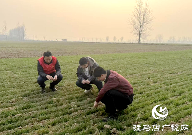 黄淮学院:科技特派员深耕田间 把论文写在天中大地